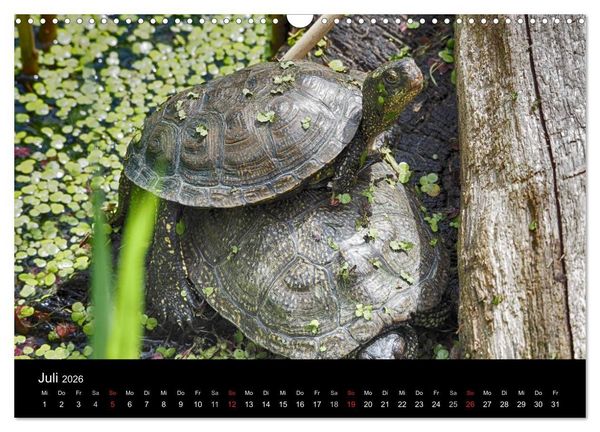 Produktbild: Wasserschildkr&ouml;ten (Wandkalender 2026 DIN A3 quer), CALVENDO Monatskalender