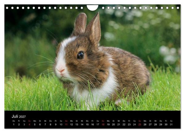 Produktbild: Zwergkaninchen (Wandkalender 2027 DIN A4 quer), CALVENDO Monatskalender