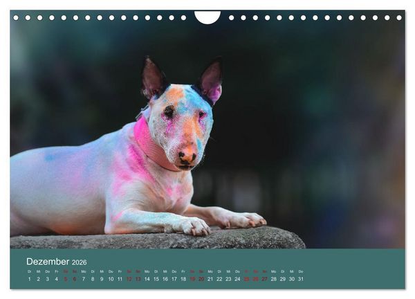 Produktbild: Fantastische Bullterrier - Sieger im Herzen (Wandkalender 2026 DIN A4 quer), CALVENDO Monatskalender