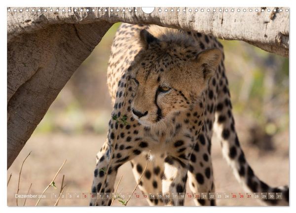 Produktbild: Geparden - Die Sch&ouml;nheiten Afrikas (Wandkalender 2026 DIN A3 quer), CALVENDO Monatskalender