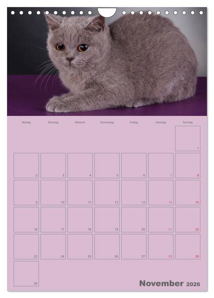 Produktbild: Britisch Kurzhaar Katzen - Planer (Wandkalender 2026 DIN A4 hoch), CALVENDO Monatskalender