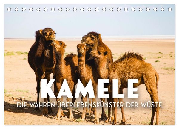 Kamele - die wahren Überlebenskünstler der Wüste. (Tischkalender 2026 DIN A5 quer), CALVENDO Monatskalender