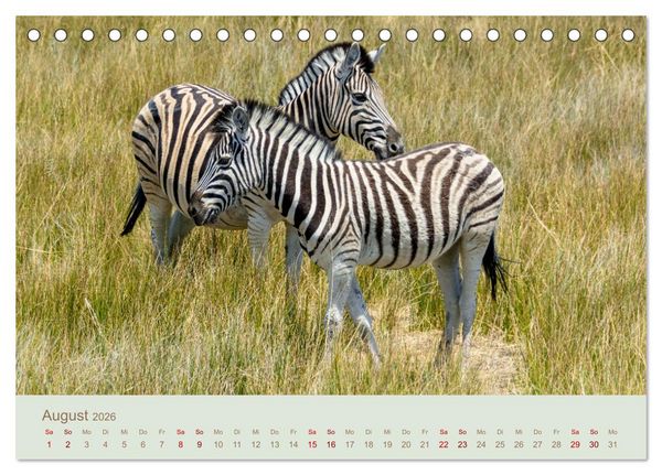 Produktbild: Zebras in Afrika (Tischkalender 2026 DIN A5 quer), CALVENDO Monatskalender