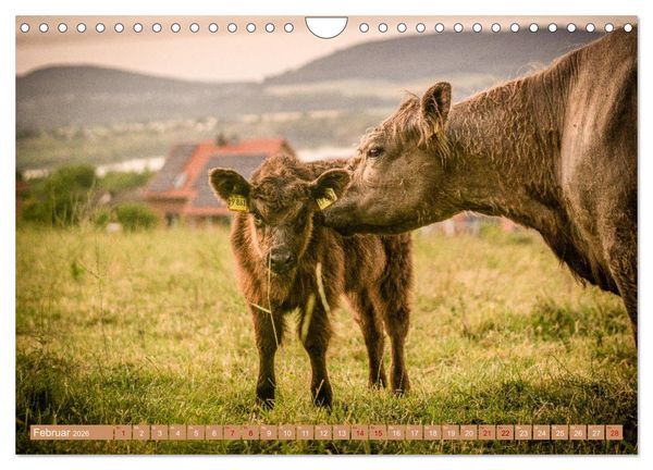 Produktbild: Mutterk&uuml;he (Wandkalender 2026 DIN A4 quer), CALVENDO Monatskalender