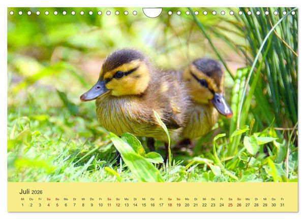 Produktbild: Die lieben Kleinen ... Tierkinder einfach zum Knuddeln (Wandkalender 2026 DIN A4 quer), CALVENDO Monatskalender