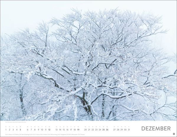 Produktbild: Sch&ouml;nheit des Waldes Posterkalender 2027