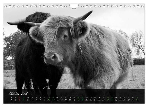 Produktbild: Highland Cattle vom Nordlicht - Faszination Hochland Rind (Wandkalender 2026 DIN A4 quer), CALVENDO Monatskalender