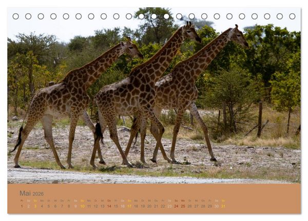Produktbild: Afrika Impressionen. NAMIBIA - S&Uuml;DAFRIKA - BOTSWANA (Tischkalender 2026 DIN A5 quer), CALVENDO Monatskalender