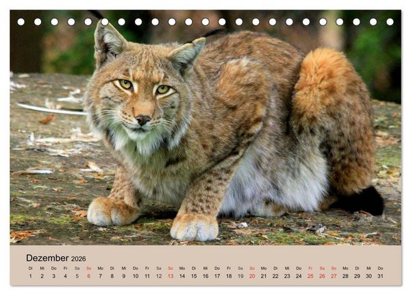 Produktbild: Der Luchs. Pinselohren und Bernsteinaugen (Tischkalender 2026 DIN A5 quer), CALVENDO Monatskalender