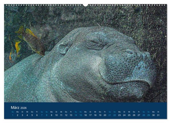 Produktbild: Nilpferde, Kolosse in Afrika (Wandkalender 2026 DIN A2 quer), CALVENDO Monatskalender