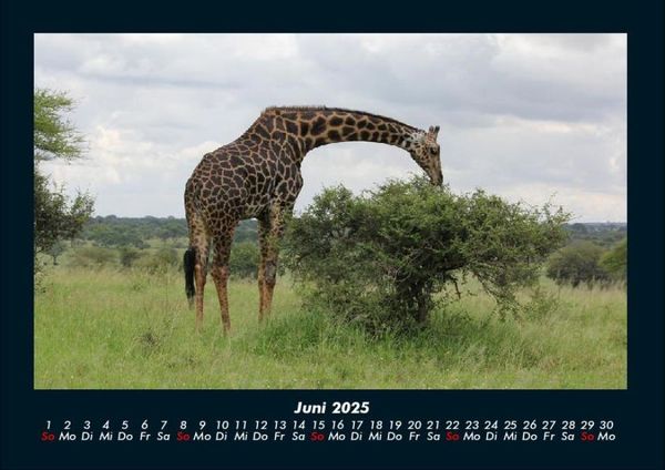 Produktbild: Giraffen 2025 Fotokalender DIN A4