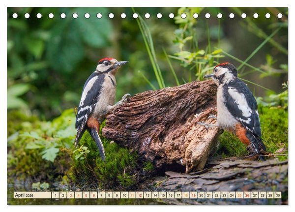 Produktbild: Unsere Vogelvielfalt: Ein Schatz zum Entdecken und Sch&uuml;tzen (Tischkalender 2026 DIN A5 quer), CALVENDO Monatskalender