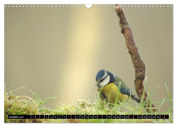 Produktbild: M&eacute;sanges bleues (Calendrier mural 2027 DIN A3 vertical), CALVENDO calendrier mensuel