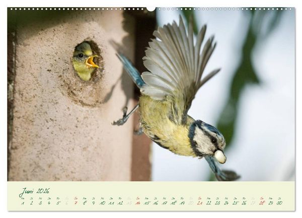 Produktbild: Elternzeit - das Familienleben der Blaumeisen (Wandkalender 2026 DIN A2 quer), CALVENDO Monatskalender