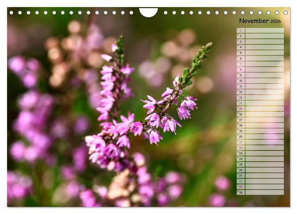 Produktbild: Heidespaziergang (Wandkalender 2026 DIN A4 quer), CALVENDO Monatskalender