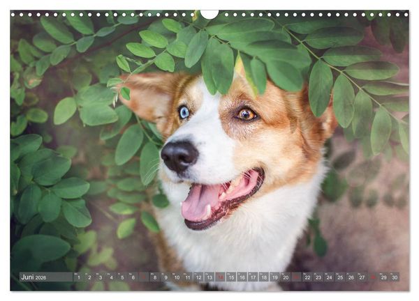 Produktbild: Welsh Corgi - Der Kobold unter den Hunden (Wandkalender 2026 DIN A3 quer), CALVENDO Monatskalender