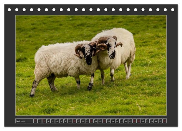 Produktbild: IRLAND - Insel der gl&uuml;cklichen Schafe (Tischkalender 2026 DIN A5 quer), CALVENDO Monatskalender
