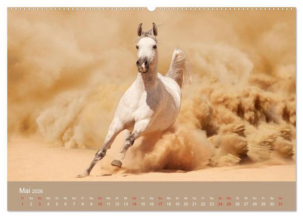 Produktbild: Pferde &bull; Araber im W&uuml;stensand (Wandkalender 2026 DIN A2 quer), CALVENDO Monatskalender