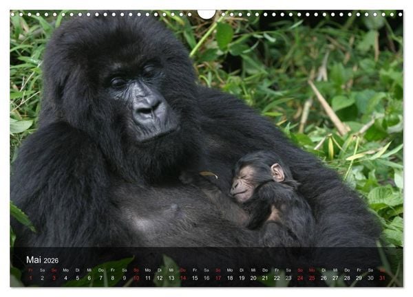 Produktbild: Gorillas. Friedliebende Kraftpakete (Wandkalender 2026 DIN A3 quer), CALVENDO Monatskalender