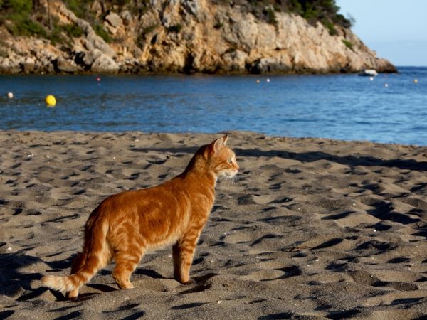 Produktbild: CALVENDO Puzzle Katze am Strand von Ibiza | 1000 Teile Lege-Gr&ouml;&szlig;e 64x48cm Foto-Puzzle f&uuml;r gl&uuml;ckliche Stunden