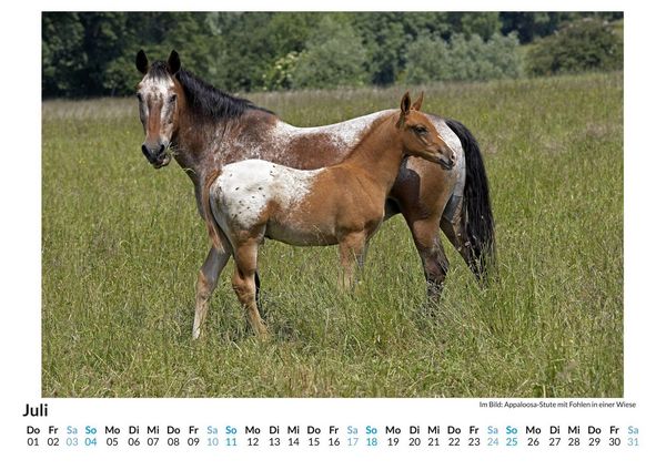 Produktbild: Appaloosa