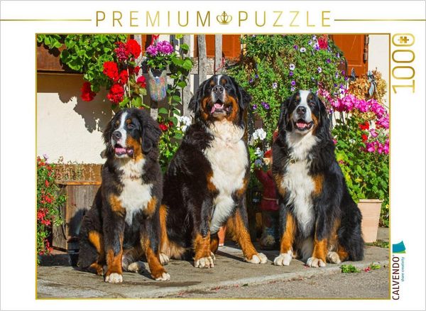 CALVENDO Puzzle Berner Sennenhunde vor einem Bauernhaus | 1000 Teile Lege-Größe 64x48cm Foto-Puzzle für glückliche Stunden