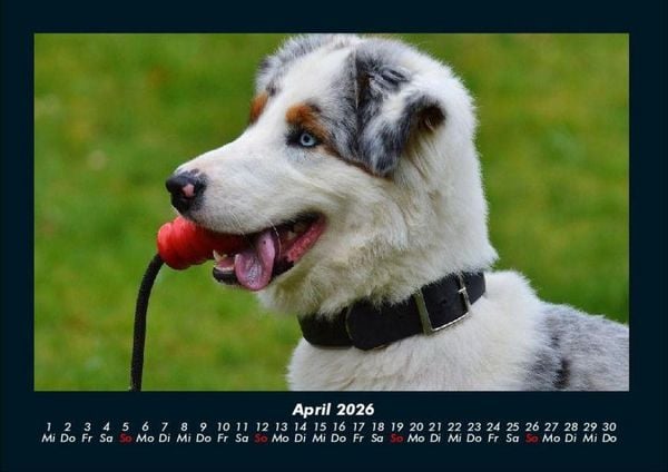 Produktbild: Hundezauber 2026 Fotokalender DIN A4