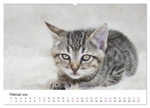 Produktbild: Katzenjahr 2026 (hochwertiger Premium Wandkalender 2026 DIN A2 quer), Kunstdruck in Hochglanz
