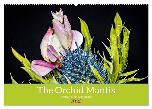The Orchid Mantis (Wall Calendar 2026 DIN A2 landscape), CALVENDO 12 Month Wall Calendar