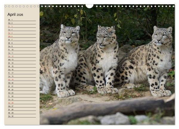 Produktbild: Schneeleoparden. Geschmeidige Gebirgsj&auml;ger (Wandkalender 2026 DIN A3 quer), CALVENDO Monatskalender