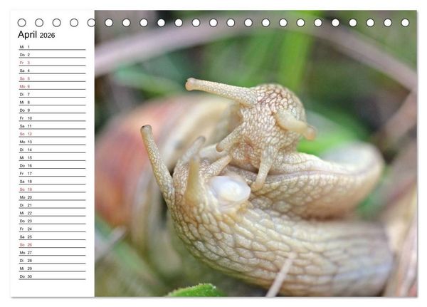 Produktbild: Der Schneckenkalender (Tischkalender 2026 DIN A5 quer), CALVENDO Monatskalender