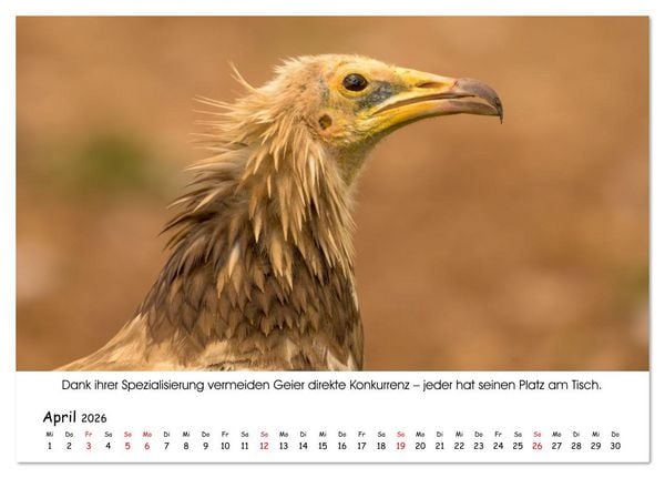 Produktbild: Die Geier sind los (Tischkalender 2026 DIN A5 quer), CALVENDO Monatskalender