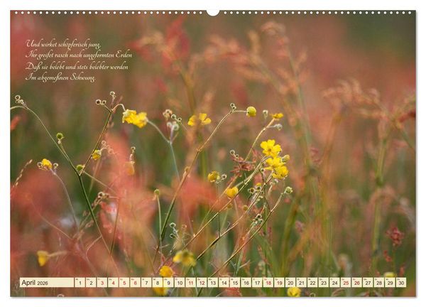 Produktbild: Sommergr&auml;ser (hochwertiger Premium Wandkalender 2026 DIN A2 quer), Kunstdruck in Hochglanz
