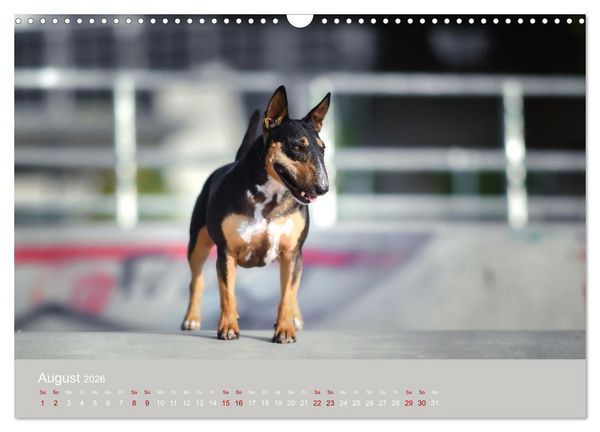 Produktbild: Fantastische Bullterrier - Sieger im Herzen (Wandkalender 2026 DIN A3 quer), CALVENDO Monatskalender
