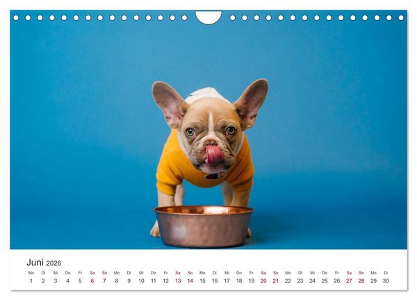 Produktbild: Die Bulldogge Henry (Wandkalender 2026 DIN A4 quer), CALVENDO Monatskalender