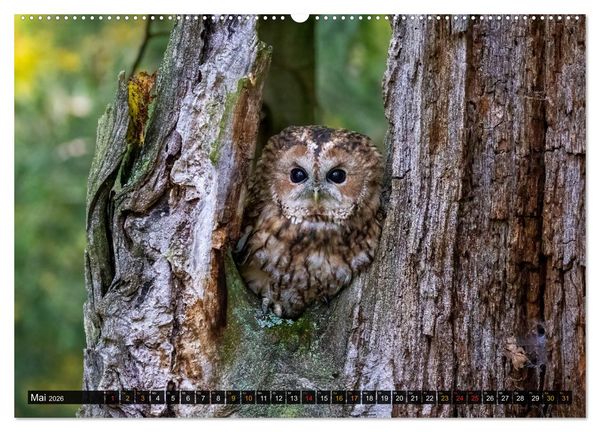 Produktbild: Eulen - Fl&uuml;gel der Nacht (hochwertiger Premium Wandkalender 2026 DIN A2 quer), Kunstdruck in Hochglanz