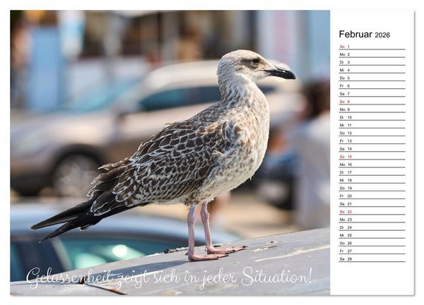 Produktbild: Lebensweisheiten der M&ouml;we - Im Flug des Lebens (hochwertiger Premium Wandkalender 2026 DIN A2 quer), Kunstdruck in Hochglanz