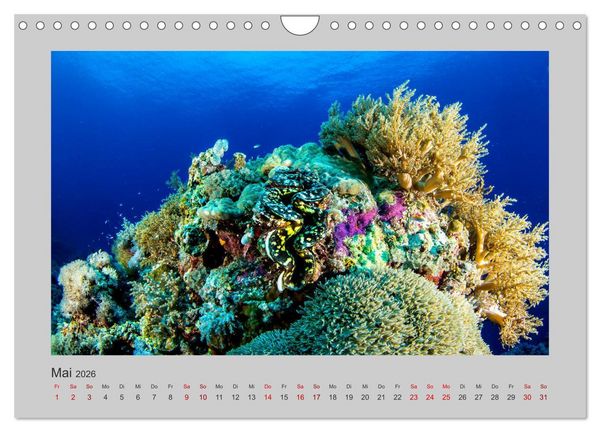 Produktbild: Korallen-Riffe Tauchertr&auml;ume (Wandkalender 2026 DIN A4 quer), CALVENDO Monatskalender