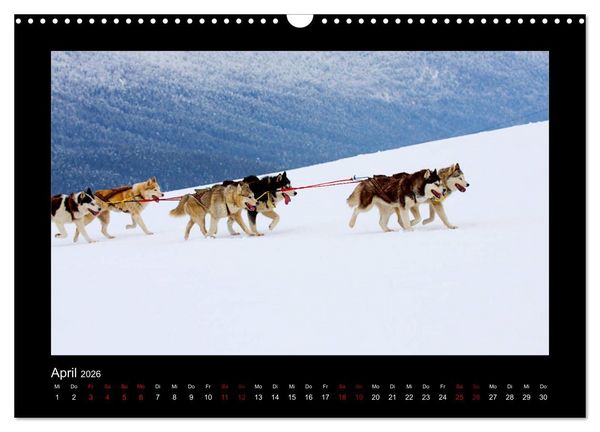Produktbild: Huskys im Schnee (Wandkalender 2026 DIN A3 quer), CALVENDO Monatskalender
