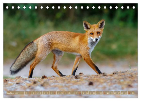 Produktbild: Wilder Dar&szlig; - Fuchs, Hirsch und Co. 2026 (Tischkalender 2026 DIN A5 quer), CALVENDO Monatskalender