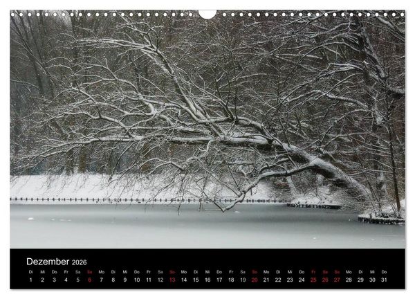 Produktbild: Baumportr&auml;ts 2026 (Wandkalender 2026 DIN A3 quer), CALVENDO Monatskalender