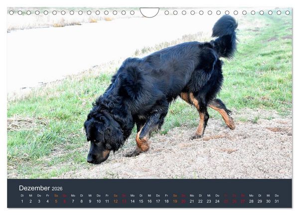 Produktbild: Ein Hovawart, ein Wachhund (Wandkalender 2026 DIN A4 quer), CALVENDO Monatskalender