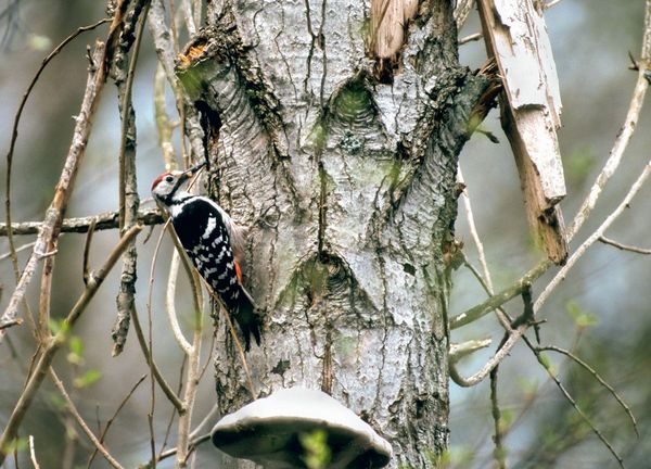 Produktbild: Xsound Approach To Birding Hb