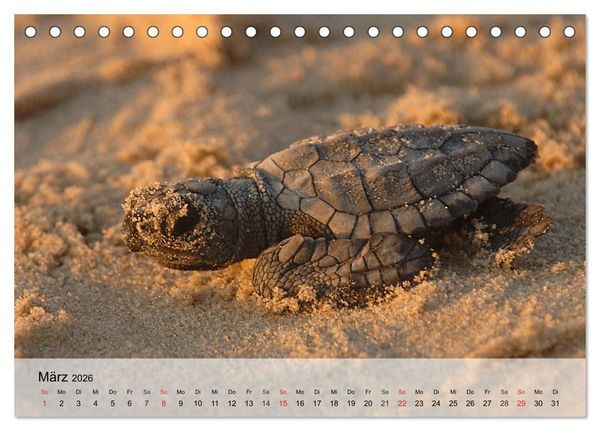 Produktbild: Meeresschildkr&ouml;ten. Nomaden der Ozeane (Tischkalender 2026 DIN A5 quer), CALVENDO Monatskalender