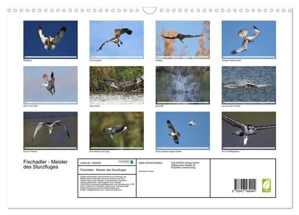 Produktbild: Fischadler - Meister des Sturzfluges (Wandkalender 2026 DIN A3 quer), CALVENDO Monatskalender