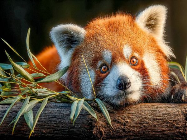 Produktbild: CALVENDO Puzzle Ich liebe Bambus | 1000 Teile Lege-Gr&ouml;&szlig;e 64x48cm Foto-Puzzle f&uuml;r gl&uuml;ckliche Stunden