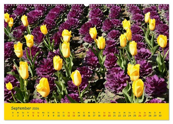 Produktbild: Tulpentraum (Wandkalender 2026 DIN A2 quer), CALVENDO Monatskalender