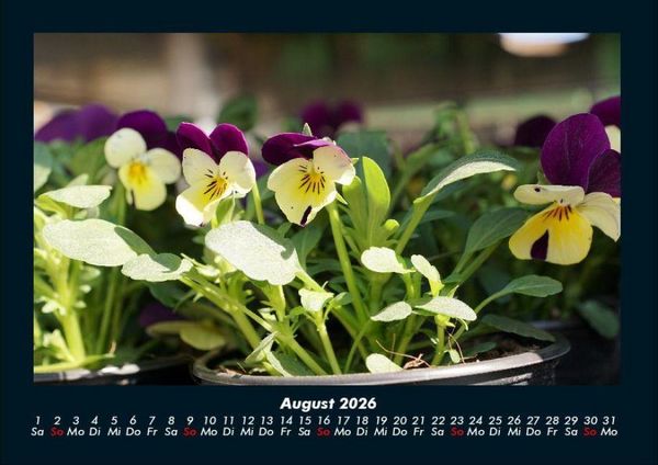 Produktbild: Blumentr&auml;ume 2026 Fotokalender DIN A4