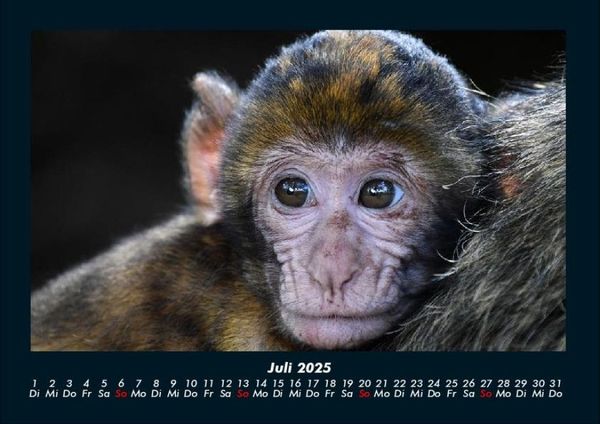 Produktbild: Tiere in der Wildnis 2025 Fotokalender DIN A4