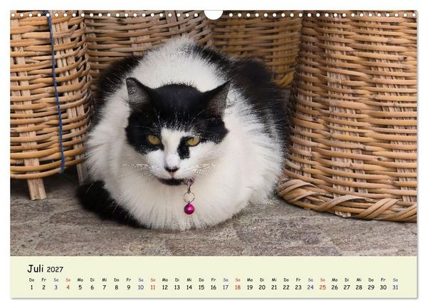 Produktbild: MarokkoCats (Wandkalender 2027 DIN A3 quer), CALVENDO Monatskalender